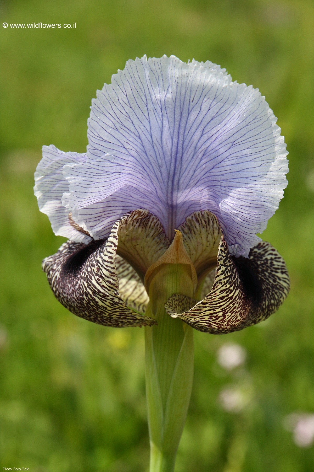 Iris hermona